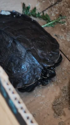 Schildkröte gefunden