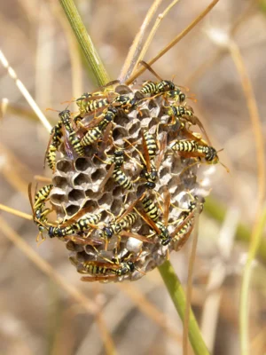 Entfernen von Insektennestern (Bild vergr&ouml;&szlig;ern)