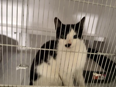 Meldung: Fundkater in der Gemeinde Schildetal