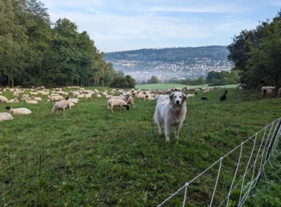 Schafherde mit Herdenschutzhund (Foto: Anya Wichelhaus) (Bild vergr&ouml;&szlig;ern)