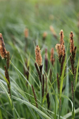 Für die klimaschonende Moorbodenbewirtschaftung stehen aktuell zwei Fördermöglichkeiten bereit: das Palu-Programm und die Moorbauern-Richtlinie. (Bild vergr&ouml;&szlig;ern)