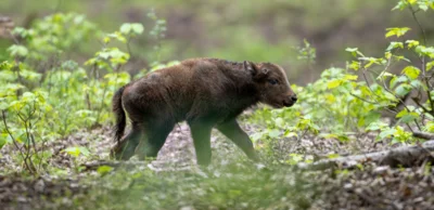 Wisentkalb in der Döberitzer Heide (Foto: Ingolf König)