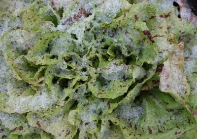 Wintergemüse: Aus der Kälte in die Küche (Bild vergr&ouml;&szlig;ern)