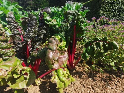 Gartensaison verpasst? Was Hobbygärtner jetzt noch tun können (Bild vergr&ouml;&szlig;ern)