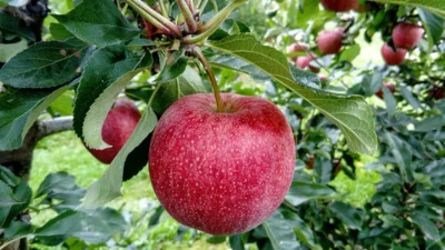 Ausbildung zum qualifizierten Obstbaumpfleger (Bild vergr&ouml;&szlig;ern)
