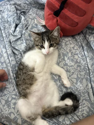 Unserem Kitten geht es gut (Bild vergr&ouml;&szlig;ern)