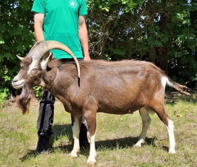 Meldung: Thüringer Wald Ziegenbock aus Herdbuchzucht zu verkaufen