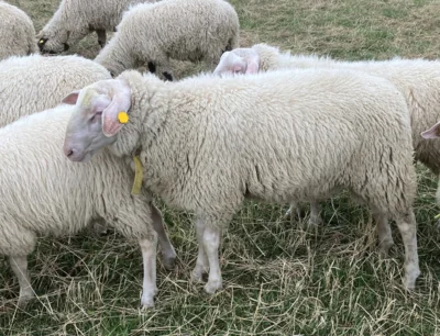 Meldung: Bock der Rasse Ostfriesisches Milchschaf aus Herdbuchzucht zu verkaufen