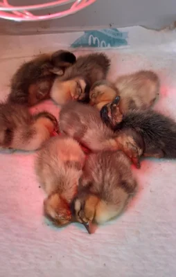 Ein tierisches Abenteuer in der Kita Hammerschulzwerge (Bild vergr&ouml;&szlig;ern)