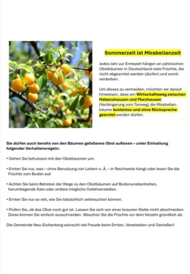 Mirabellenernte hat begonnen