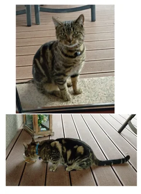 Fundkatze - Besitzer gesucht