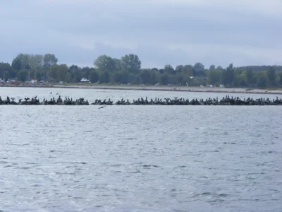 kleiner Ausschnitt einer ganzen "Kormoranarmee", die täglich in den Gewässern um die Ostseeinsel Fehmarn auf Fischjagd geht