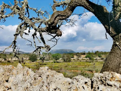Meldung: Mallorca es mi casa