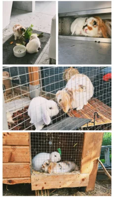 Unser Kaninchen Snowi ist bei uns eingezogen (Bild vergr&ouml;&szlig;ern)