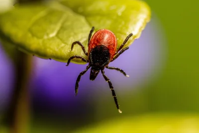 Zecken sitzen meist in bodennaher Vegetation und klammern sich an vorbeistreifende Menschen oder Tiere. Foto: Erik Karits, Pixabay