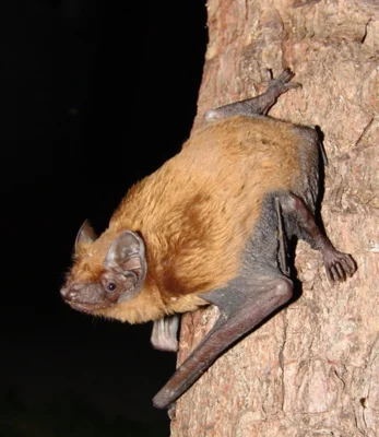 Großer Abendsegler an einem Baumstamm, Foto von Mnolf auf Wikimediacommons CC3.0