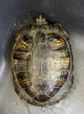 Diese Schildkröte wurde in Mainburg gefunden. (Bild vergr&ouml;&szlig;ern)