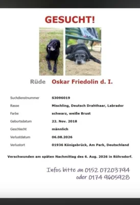 !!!Hund Oskar vermisst!!! (Bild vergr&ouml;&szlig;ern)