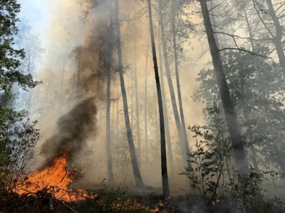 Waldbrand (Bild vergr&ouml;&szlig;ern)