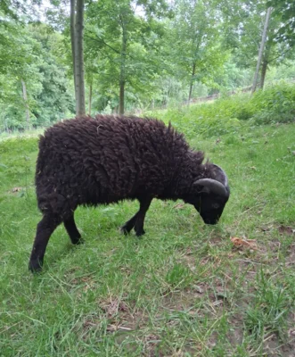 Meldung: Ouessantschafbock abzugeben