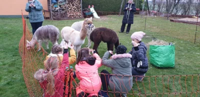 Foto zur Meldung: Ein grünes Klassenzimmer voller Begegnungen: Mit Alpakas lernen und wachsen