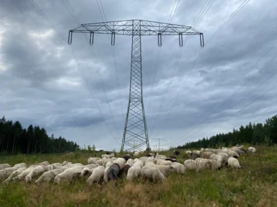 Ökologisches Trassenmanagement © LPV Westsachsen e.V. (Bild vergr&ouml;&szlig;ern)