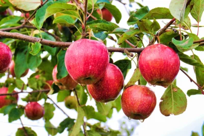 Städtische Obstbäume frei ernten