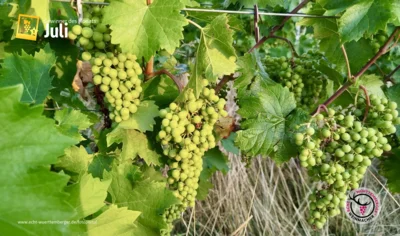 Cabernet Jura oberhalb von Auenwald-Däfern (Bild vergr&ouml;&szlig;ern)