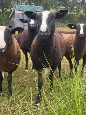 Meldung: Zwartbles Jährlinge aus Herdbuchzucht