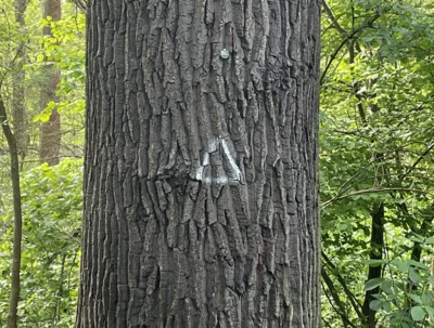 Mit einem weißen Dreieck markierter Biotopbaum, Foto: Canva, Bearbeitung: Auwaldstation Leipzig