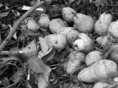 Wohin mit dem ganzen Fallobst und Gartenabfällen? Landkreis bietet zahlreiche Alternativen