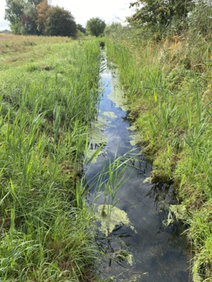 Gewässerschutz am Werbener Graben, LPV Nordwestsachsen (Bild vergr&ouml;&szlig;ern)