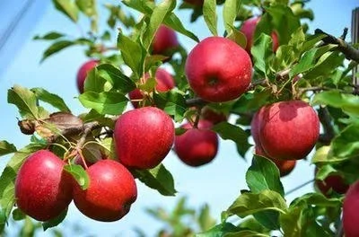 Obstversteigerung am 12. September