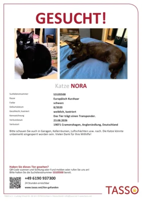 Meldung: Katze Nora gesucht
