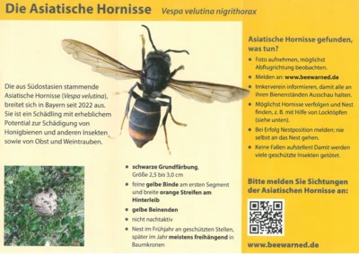 Achtung Asiatische Hornisse in Ippesheim festgestellt! Bitte kontrollieren sie ihren Bienenbestand.
