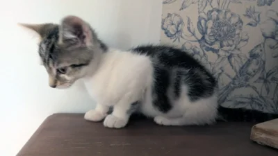 Frederico (Bild vergr&ouml;&szlig;ern)