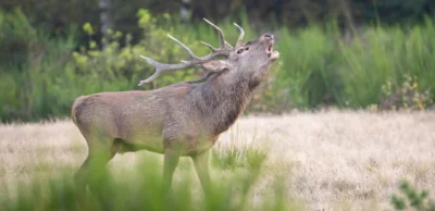 Rothirschbrunft 2021 in Sielmanns Naturlandschaft Döberitzer Heide (Foto: Ingolf König)