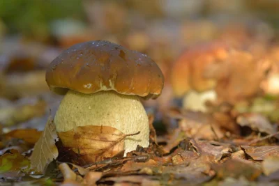 Die Pilzsaison hat auch im Nationalpark begonnen (Foto: Roman Vitt – www.naturfotografie-roman-vitt.de) (Bild vergr&ouml;&szlig;ern)