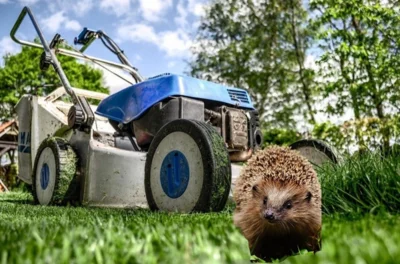 Igel und Rasenmäher