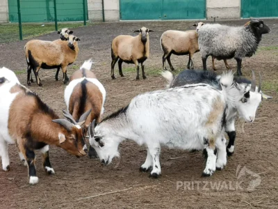 Meldung: Der Pritzwalker Streicheltierhof verkürzt seine Öffnungszeiten