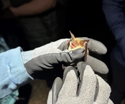 Erste Wiesenburger Batnight: Fledermäuse hautnah erleben (Bild vergr&ouml;&szlig;ern)