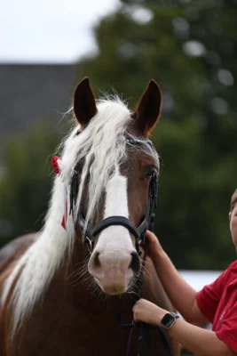 Traditionsreicher Laurentiusmarkt in Usingen