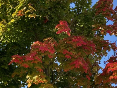 Herbstferien 2026 (Bild vergr&ouml;&szlig;ern)