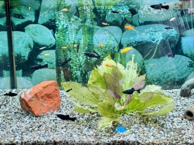 Flossenalarm! - Neue Bewohner im Aquarium