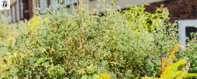 News, erstellt mit Canva, Foto: A.Bielska