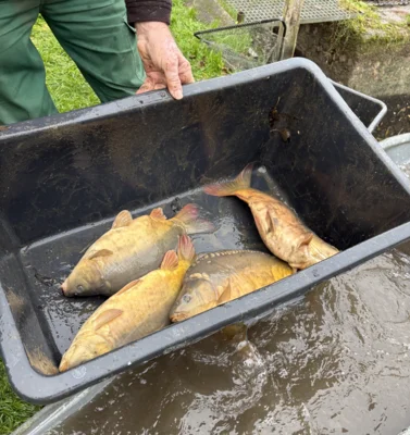 Abfischen am Villateich