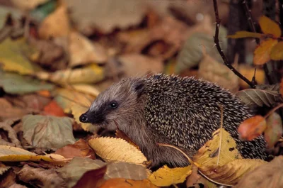 Igel im Laub (c) NABU/Bernd Kunz (Bild vergr&ouml;&szlig;ern)