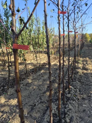 Obstbaum