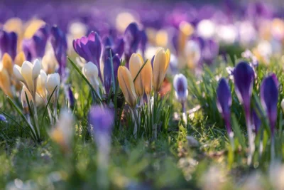 Gemeinsam für einen blühenden Frühling