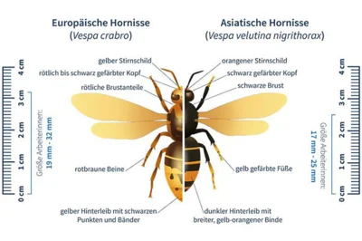 Asiatische Hornisse gesichtet (Bild vergr&ouml;&szlig;ern)